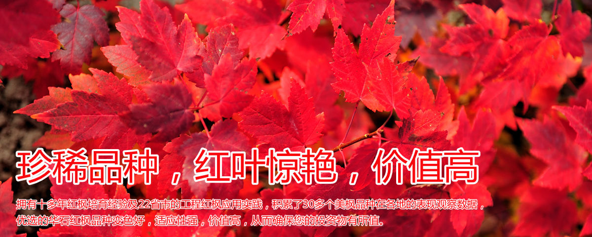 變色驚艷、品種稀缺、價(jià)值高