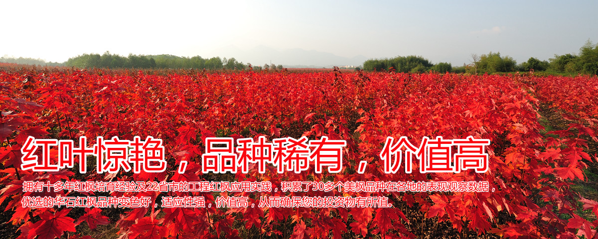變色驚艷、品種稀缺、價(jià)值高