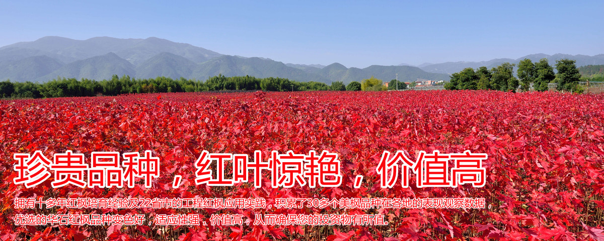 變色驚艷、品種稀缺、價(jià)值高
