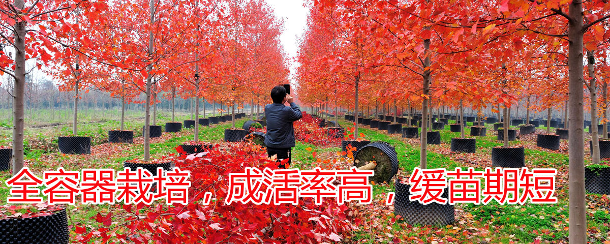 全程容器栽培，成活率高，緩苗期短
