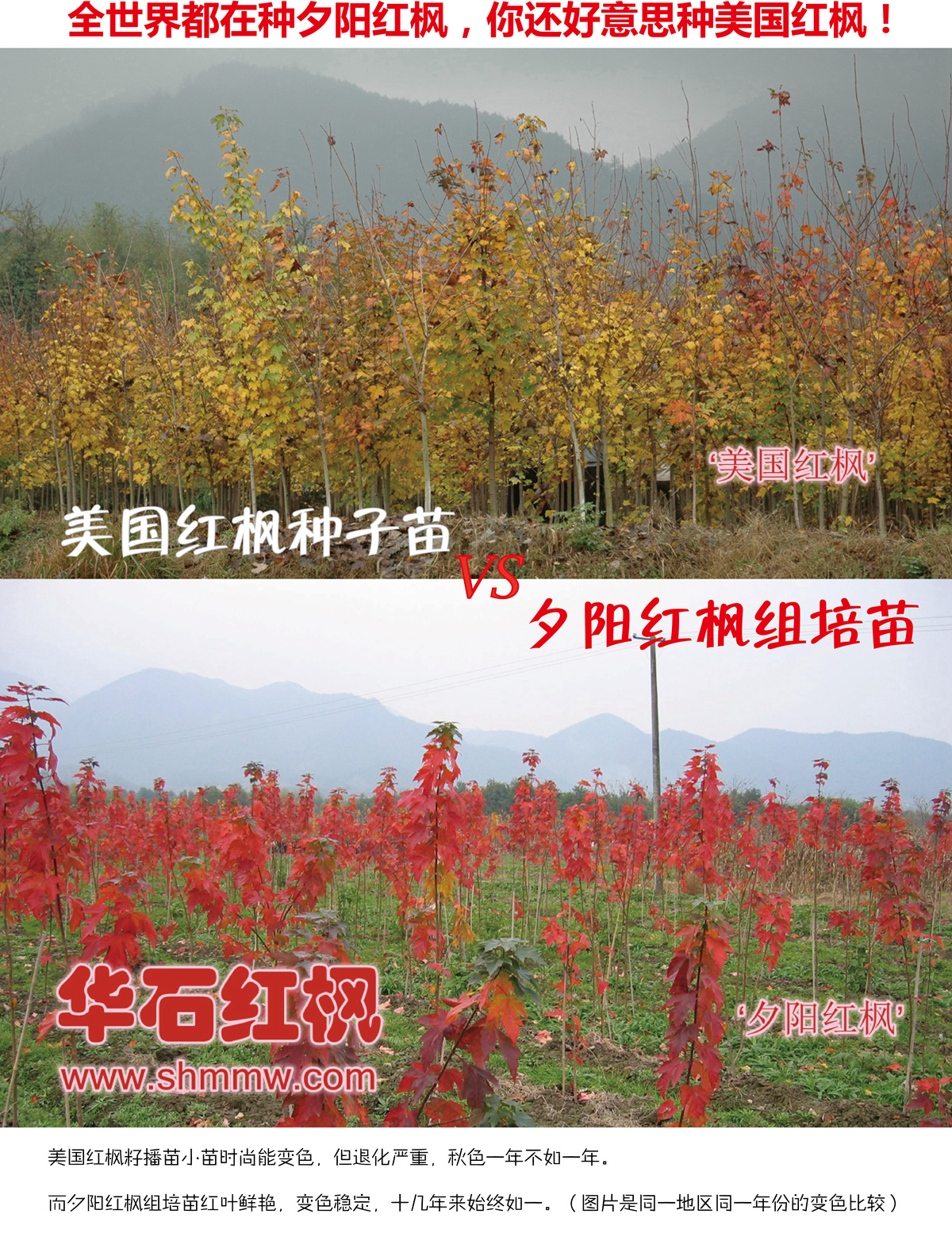 全世界都在種夕陽紅楓，你還好意思種美國紅楓！