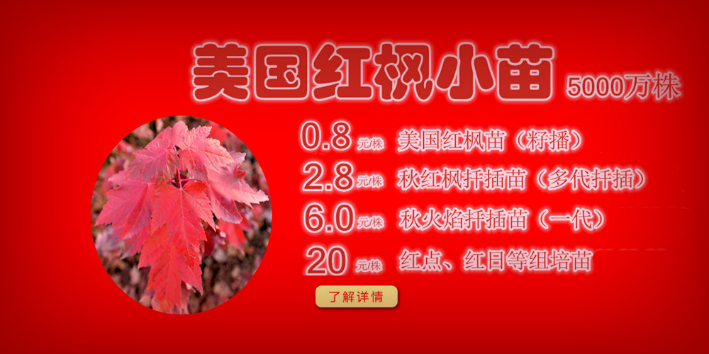 夕陽紅、十月光輝、紅點紅楓、美國紅楓小苗質(zhì)佳價平回饋廣大客戶，接受2017-2018季苗預(yù)定！